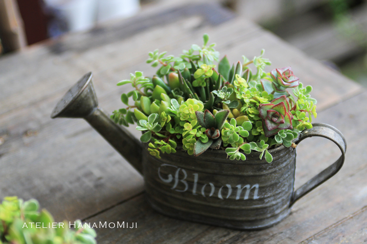 寄せ 植え セダム