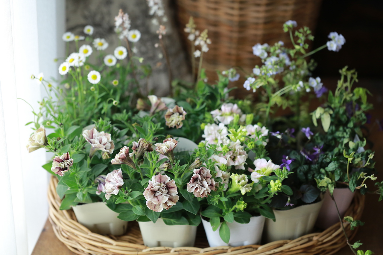 花苗セット アトリエ華もみじ ブリコラージュフラワー