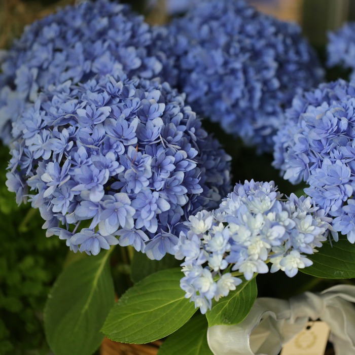 1点もの アジサイ ごきげんよう のアラログ鉢カバー付き 花とカゴと暮らしの道具 ハナモミジ