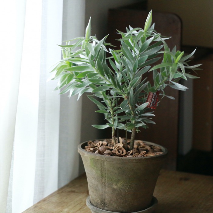 リュウカデンドロン シルバーアフリカーナ 植物 | discovermediaworks.com