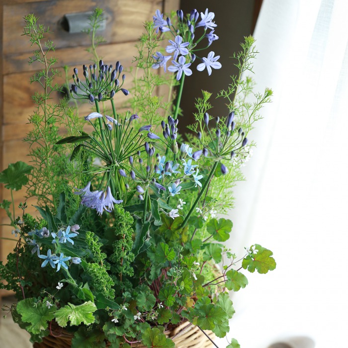 可愛い。爽やかグリーンバスケット✳︎寄せ植え✳︎ブラコラージュフラワー