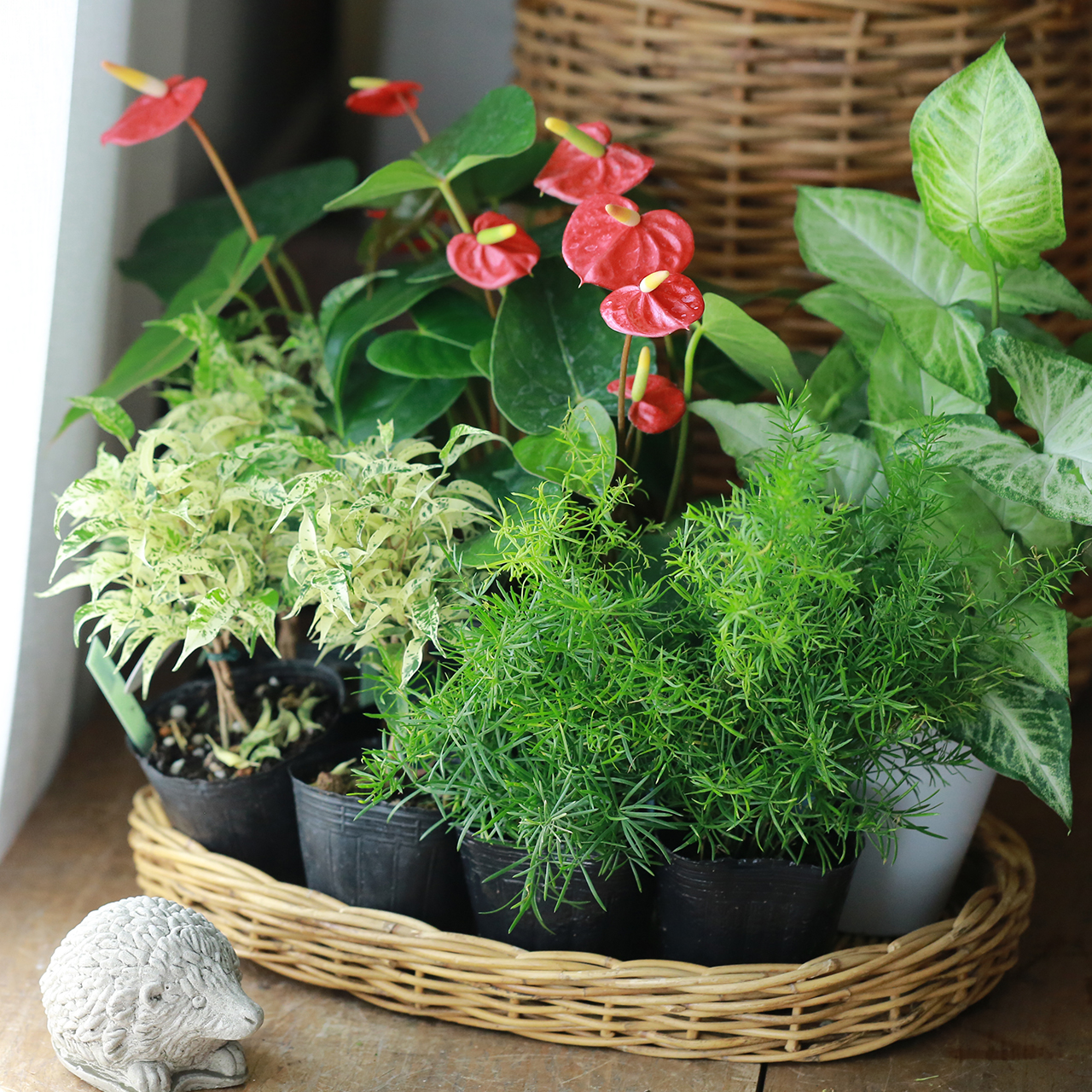 にこまる様専用 アンスリウムセット 自分で作る寄植えセット
