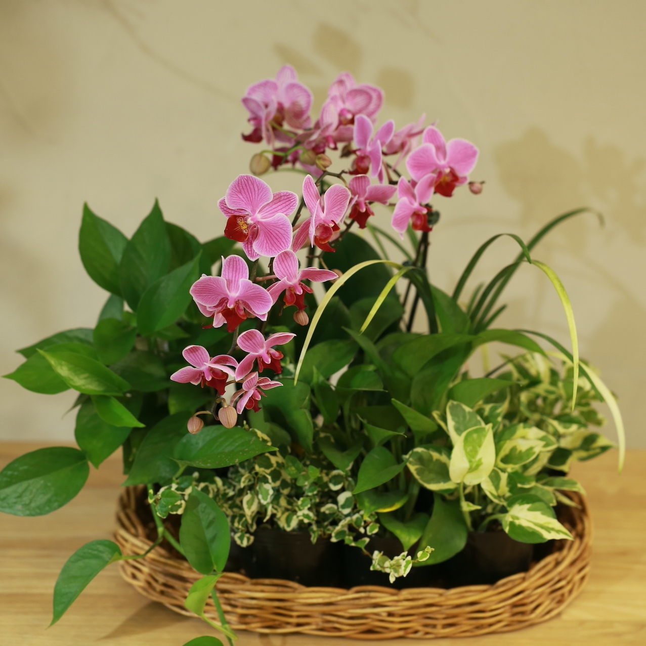 産地直送】コチョウラン（ピンク）とおまかせ観葉植物セット