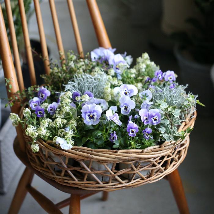 自分で植える】初冬ビオラの花苗セット（ブルー） | アトリエ華もみじ ...