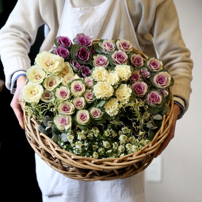 自分で植える ハボタンリースの花苗セット アトリエ華もみじ ブリコラージュフラワー