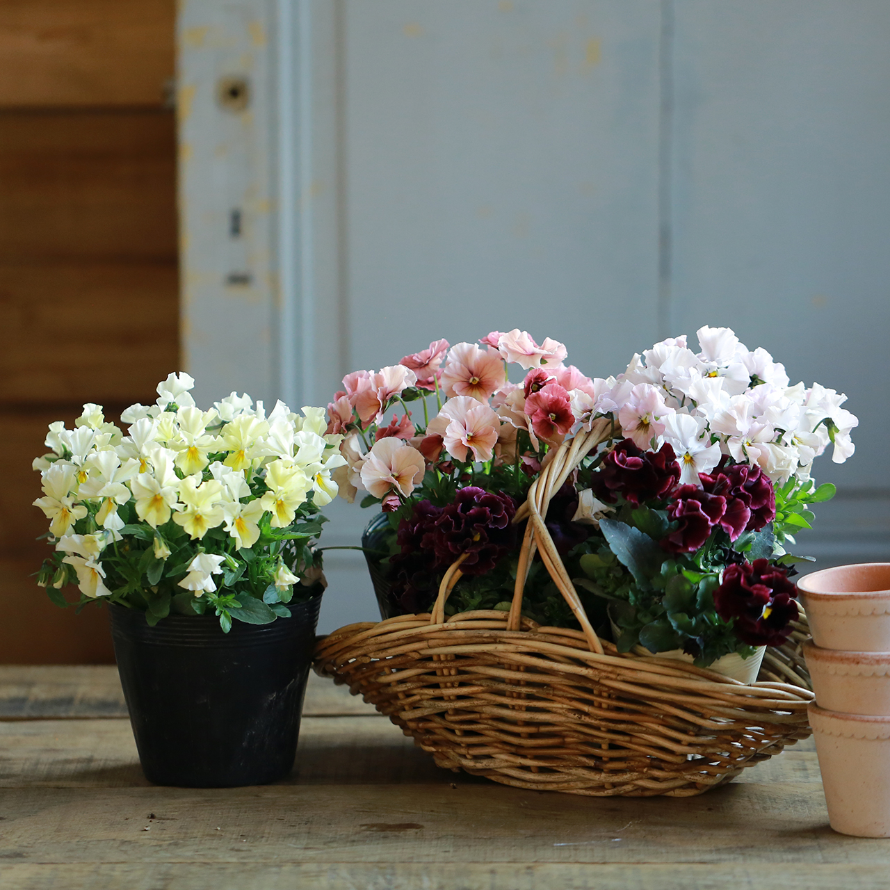 自分で植える】多摩の椛・多摩の舞の大株セット〔プレゼント花苗付き