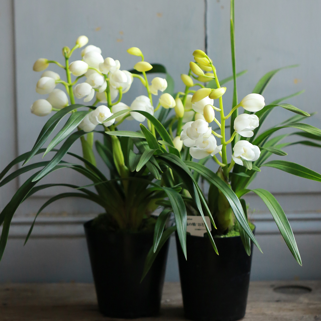 2鉢セット】シンビジューム［森の精 おと］（東京発送） | アトリエ華