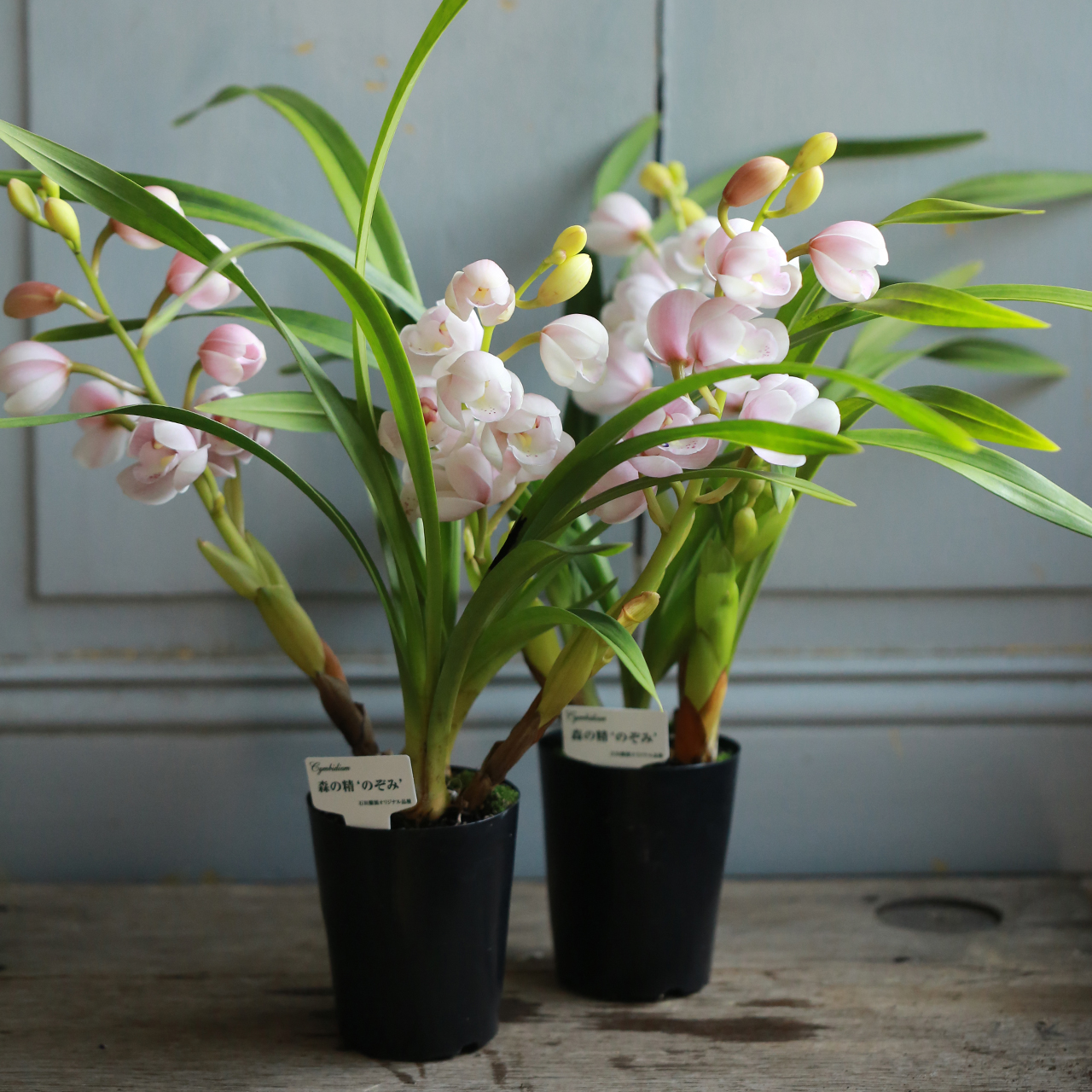 2鉢セット】シンビジューム［森の精 のぞみ］（東京発送） | アトリエ