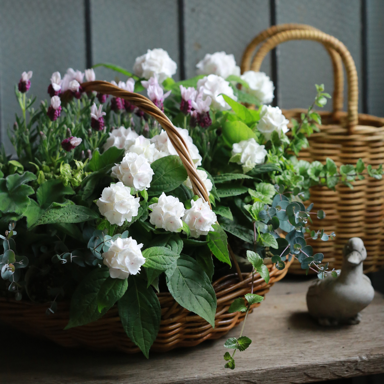 自分で植える】アジサイ〔うるは〕と香るリーフの花苗セット（東京発送） アトリエ華もみじ ブリコラージュフラワー