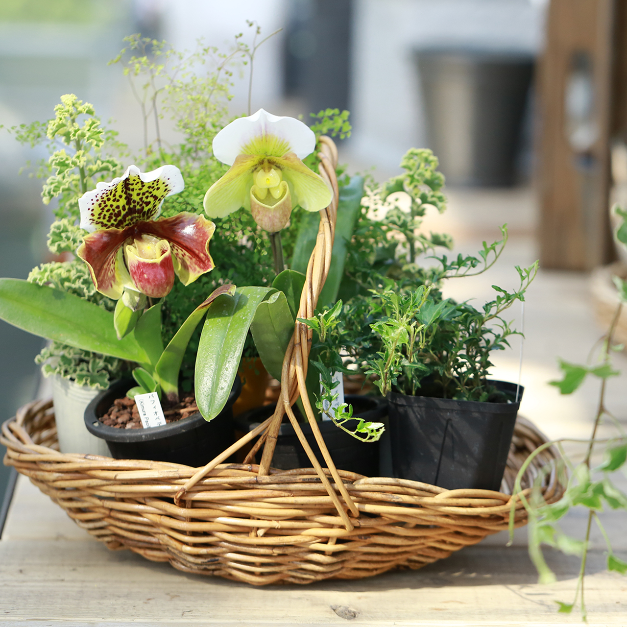 自分で植える】パフィオとグリーンのブリコラージュセット（東京発送