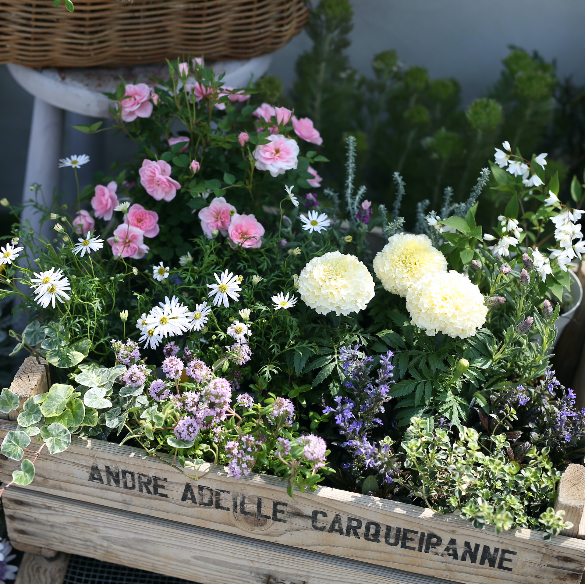自分で植える】ミニバラとマリーゴールドのふわふわ花苗セット