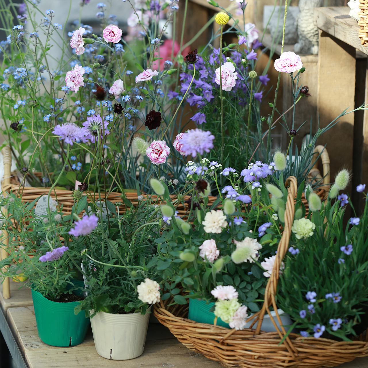 自分で植える】春の野原〔12種類〕の花苗セット（東京発送