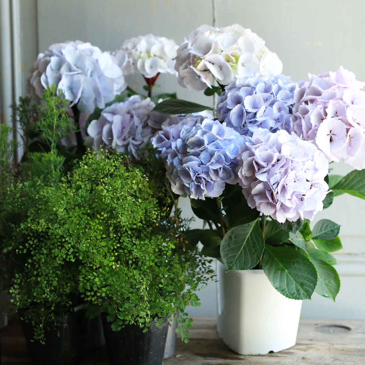 輸入アジサイ 苗 5種セット おまけ付き！⑥ hset_2M4A3238.jpg
