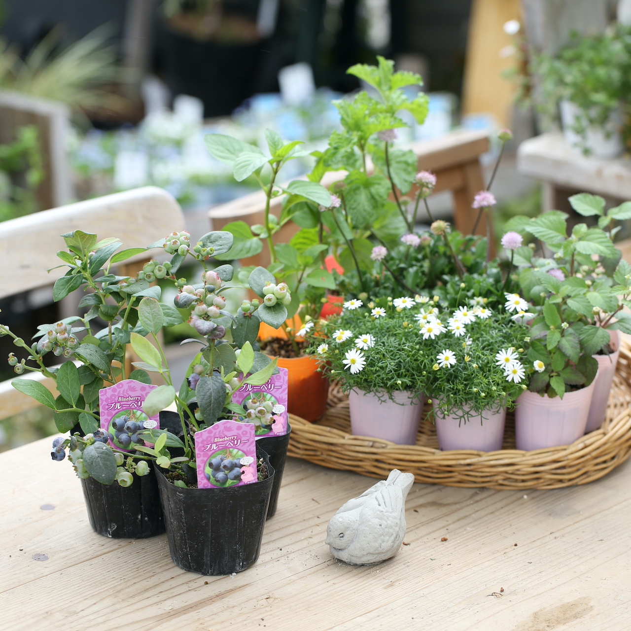 自分で植える】ブルーベリーと香るハーブ苗セット | アトリエ華もみじ
