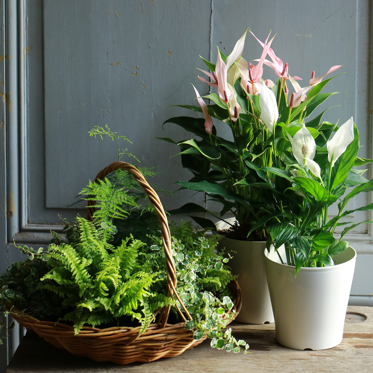 自分で植える】お部屋で楽しむアンスリウム“リリー”とスパティフィラム