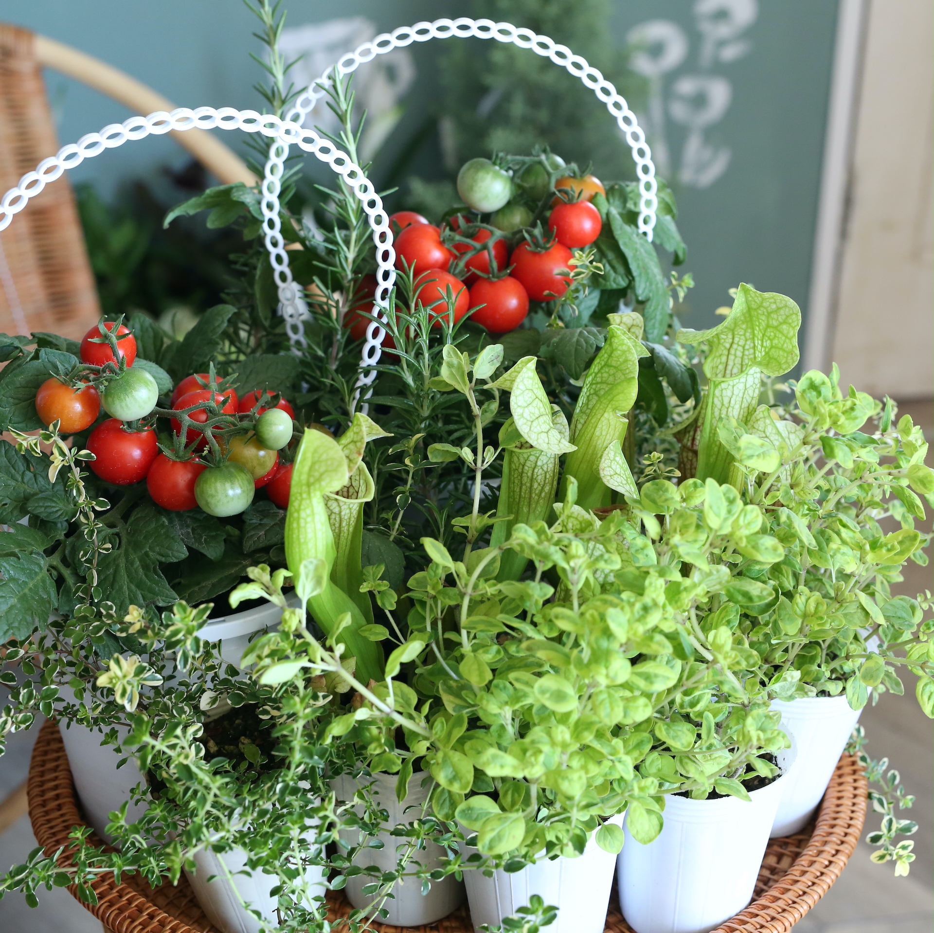 自分で植える ミニトマトとハーブの花苗セット アトリエ華もみじ ブリコラージュフラワー