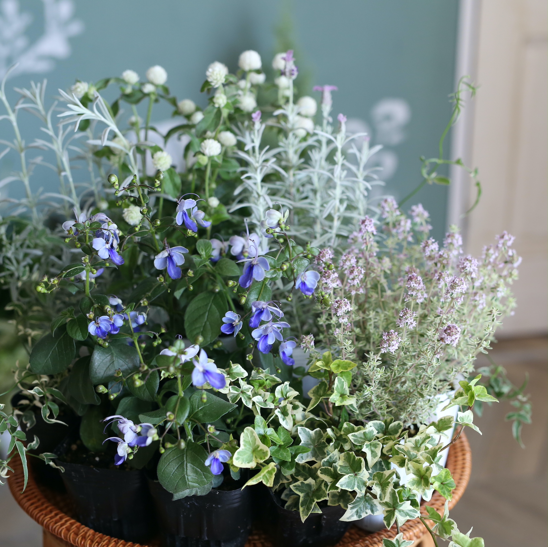 自分で植える】クレロデンドルム”ブルーウイング”と千日紅の花苗セット