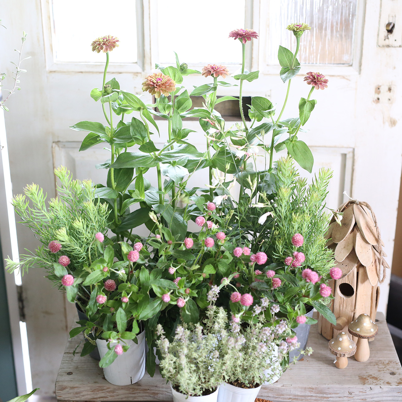 自分で植える ジニア クイーンシリーズ の花苗セット アンティークピンク アトリエ華もみじ ブリコラージュフラワー