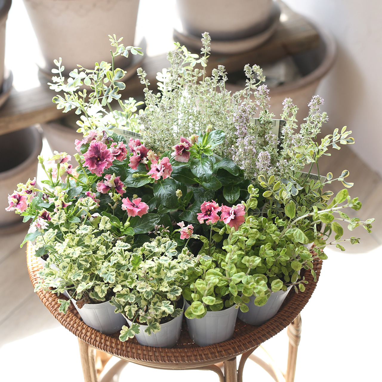 自分で植える 日々草モネチュチュの花苗セット アトリエ華もみじ ブリコラージュフラワー 自分で植える 日々草モネチュチュの花苗セット アトリエ華もみじ ブリコラージュフラワー