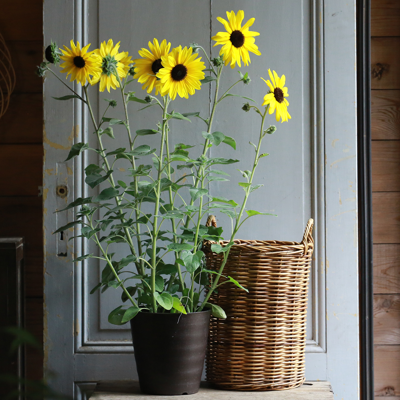 S399 Sunflower 'Autumn Beauty' 20 Seeds | OGL Garden Shop
