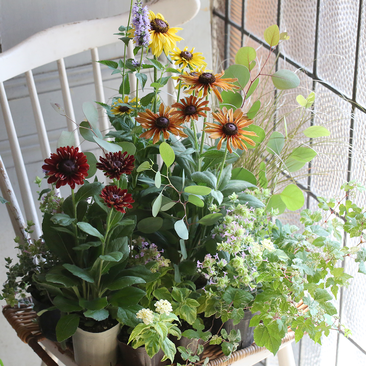 自分で植える】ルドベキアのサマーアンティーク花苗セット（東京発送