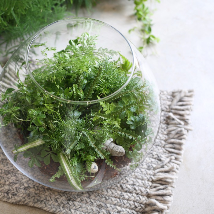 日本限定モデル】 テラリウムオーダー受付ページ みみみ 植物/観葉植物 ...