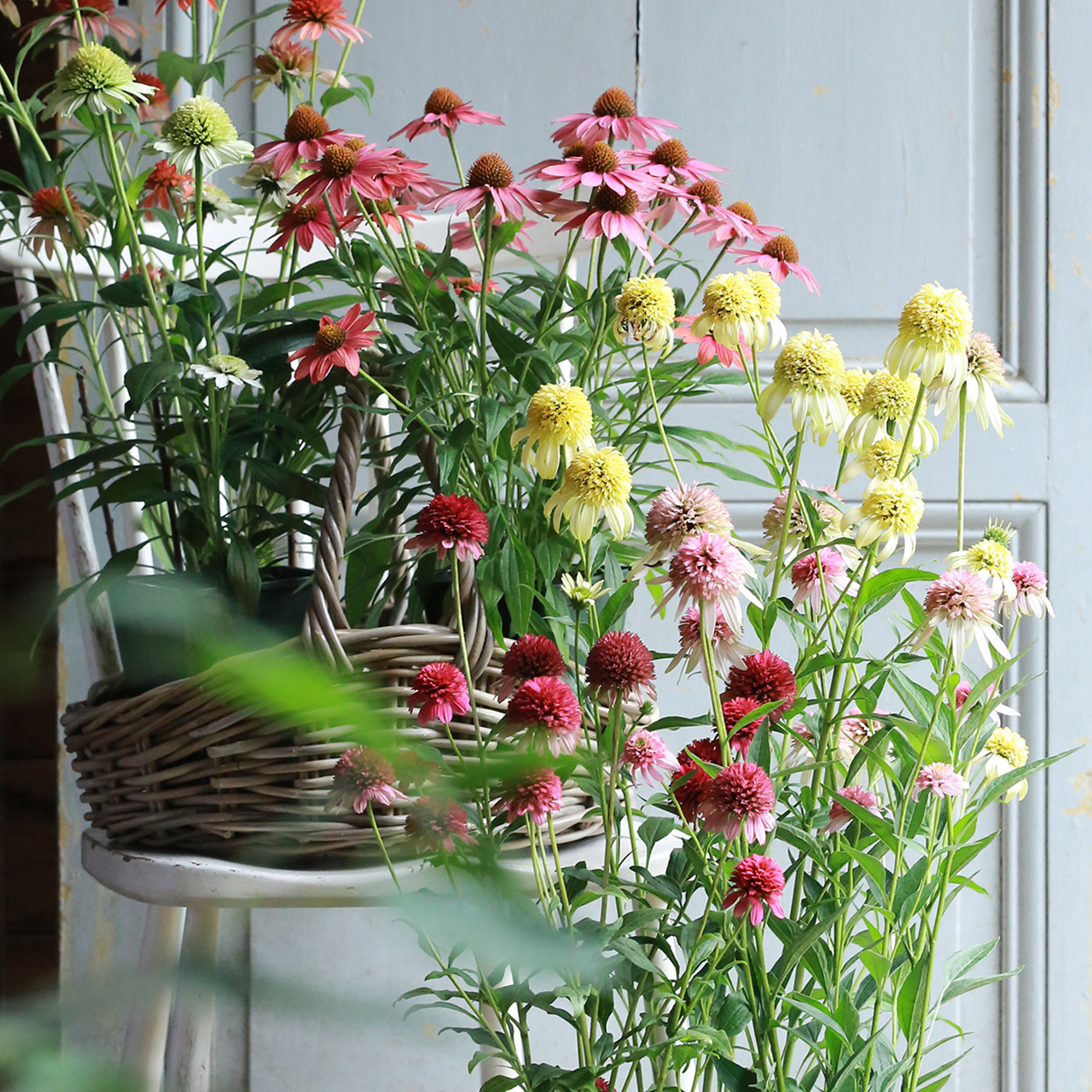 単品】選べる6品種 秋田緑花農園の秋色エキナセア［5寸ポット