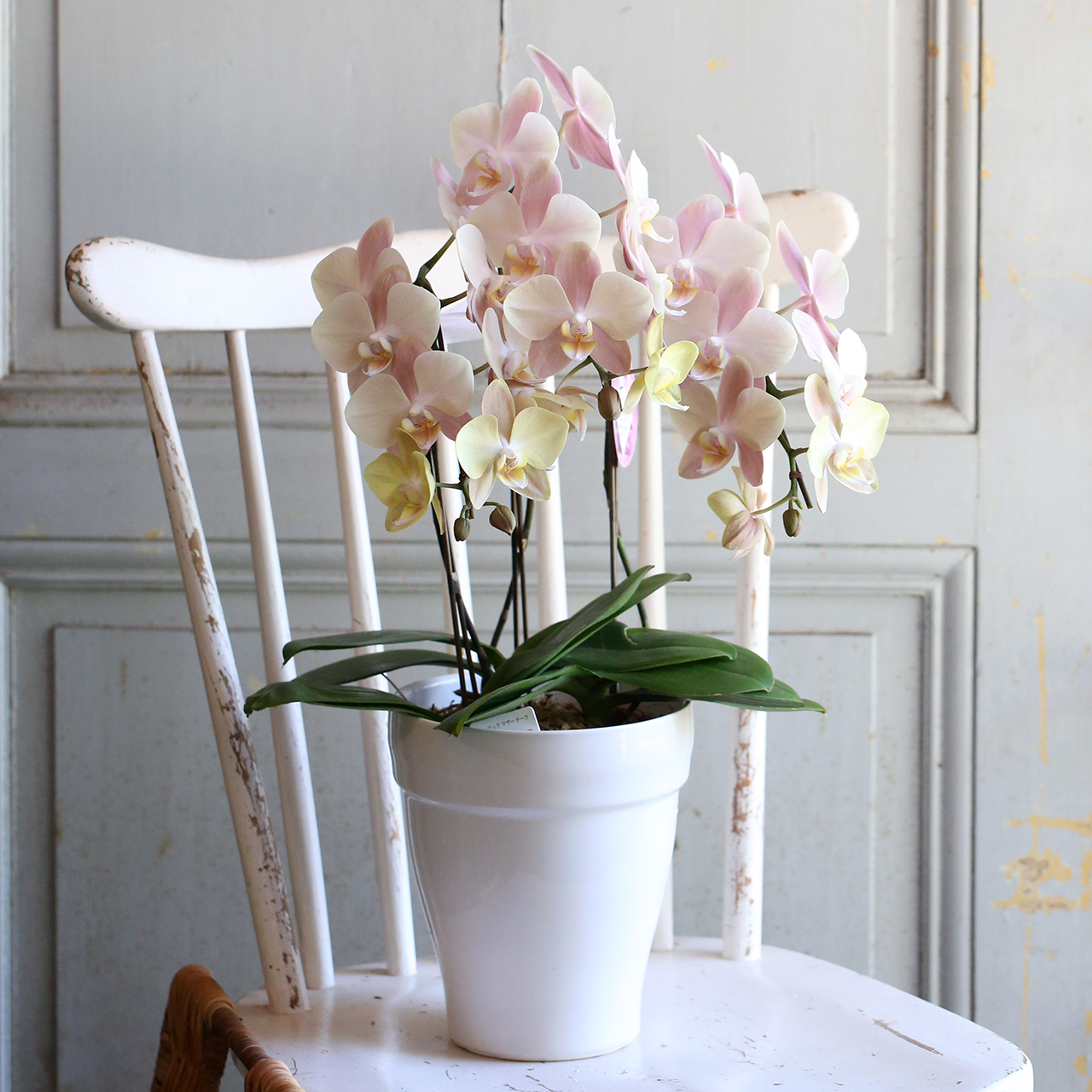 単品】コチョウラン『マザーチーク』（東京発送） | アトリエ華もみじ