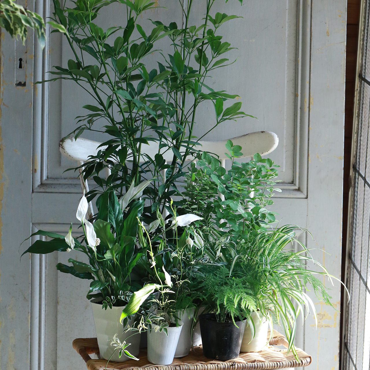 観葉植物カポック セミスタンダードタイプ(バスケット付)｜胡蝶蘭通販のベイサイドフラワー