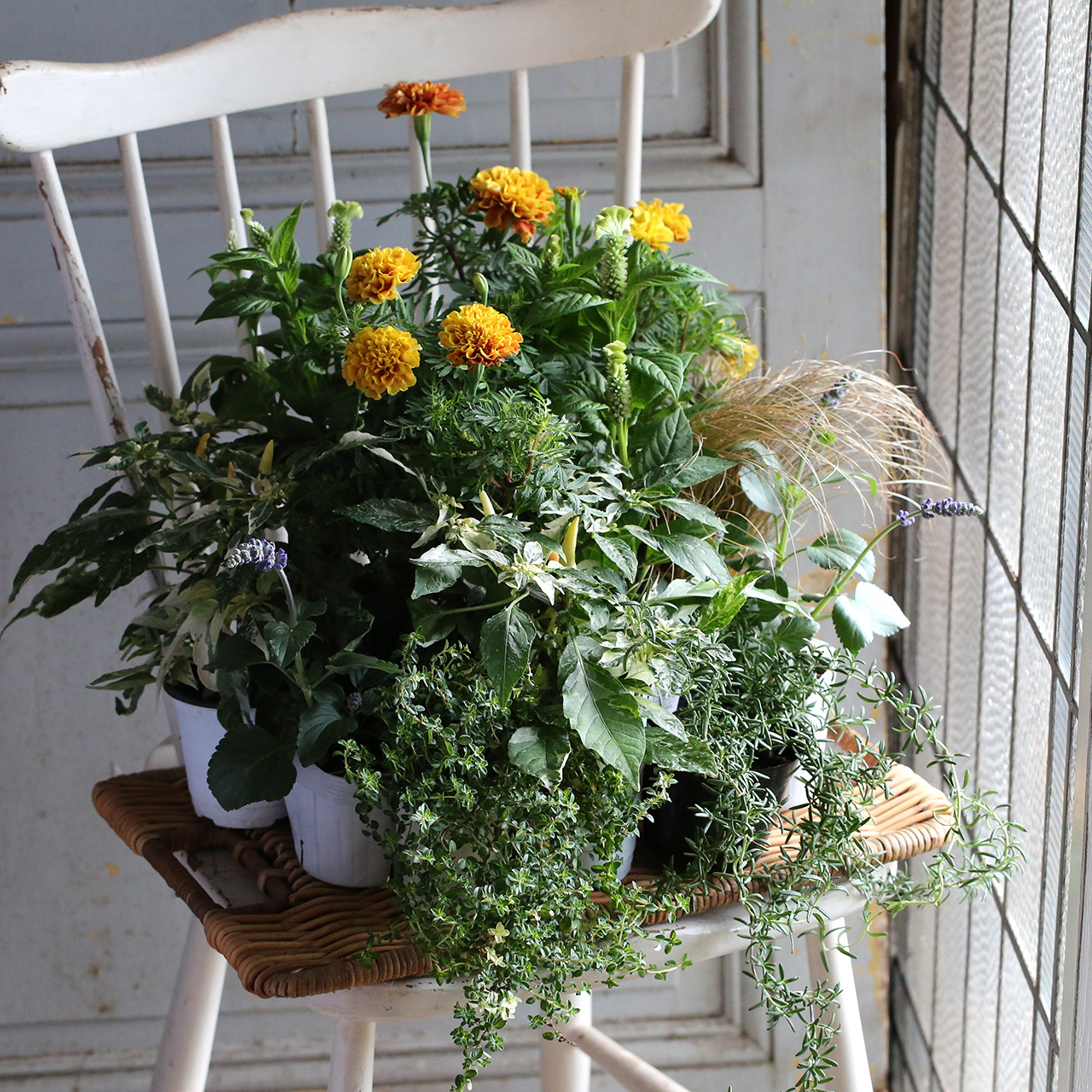 自分で植える】斑入りトウガラシとセロシアの花苗セット（東京発送