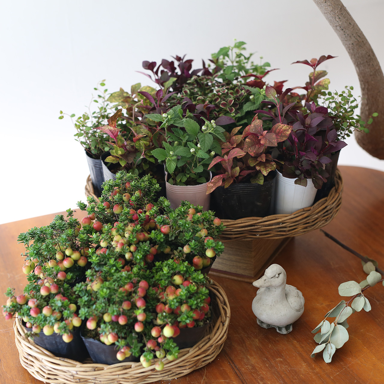 自分で植える】クランベリーと秋色リーフの花苗セット | アトリエ華