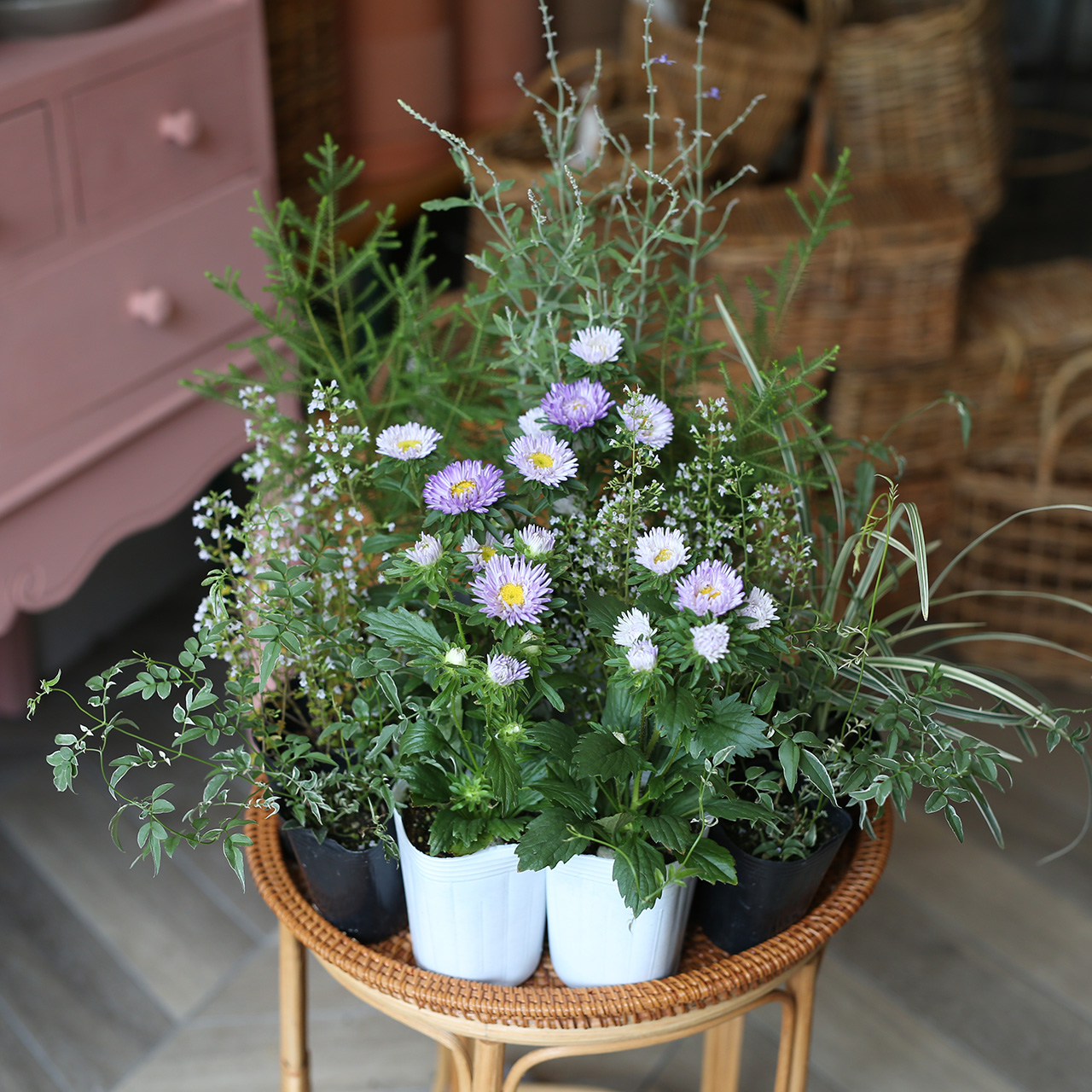 自分で植える】アスターとカラミンサの秋のさわやか花苗セット