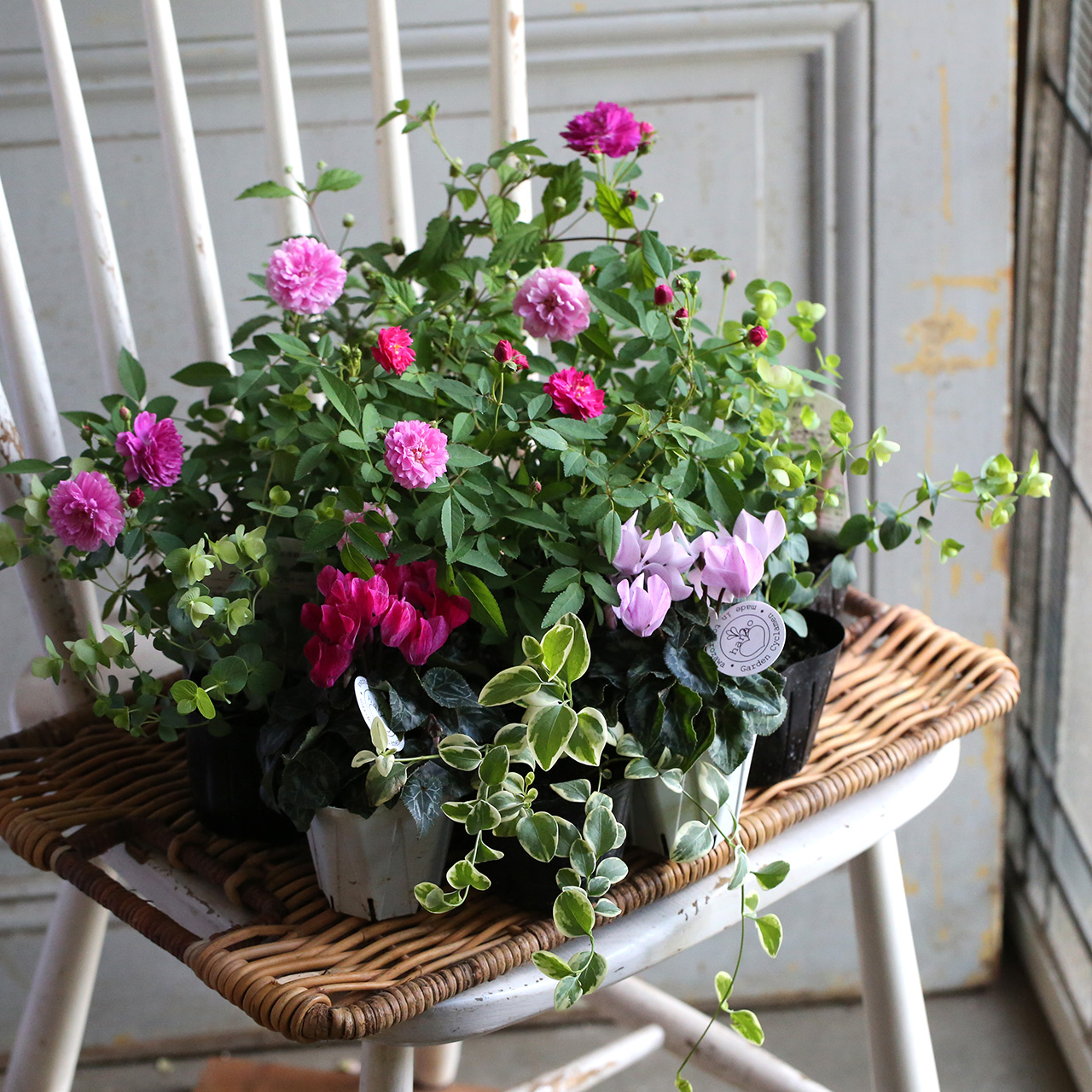 自分で植える】ミニバラスイートチャリオットのピンク花苗セット