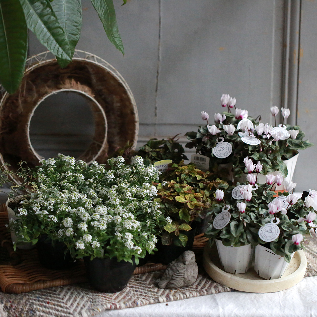 ○ガーデンシクラメンのフラワーリース寄せ植え○自分へのご褒美○同