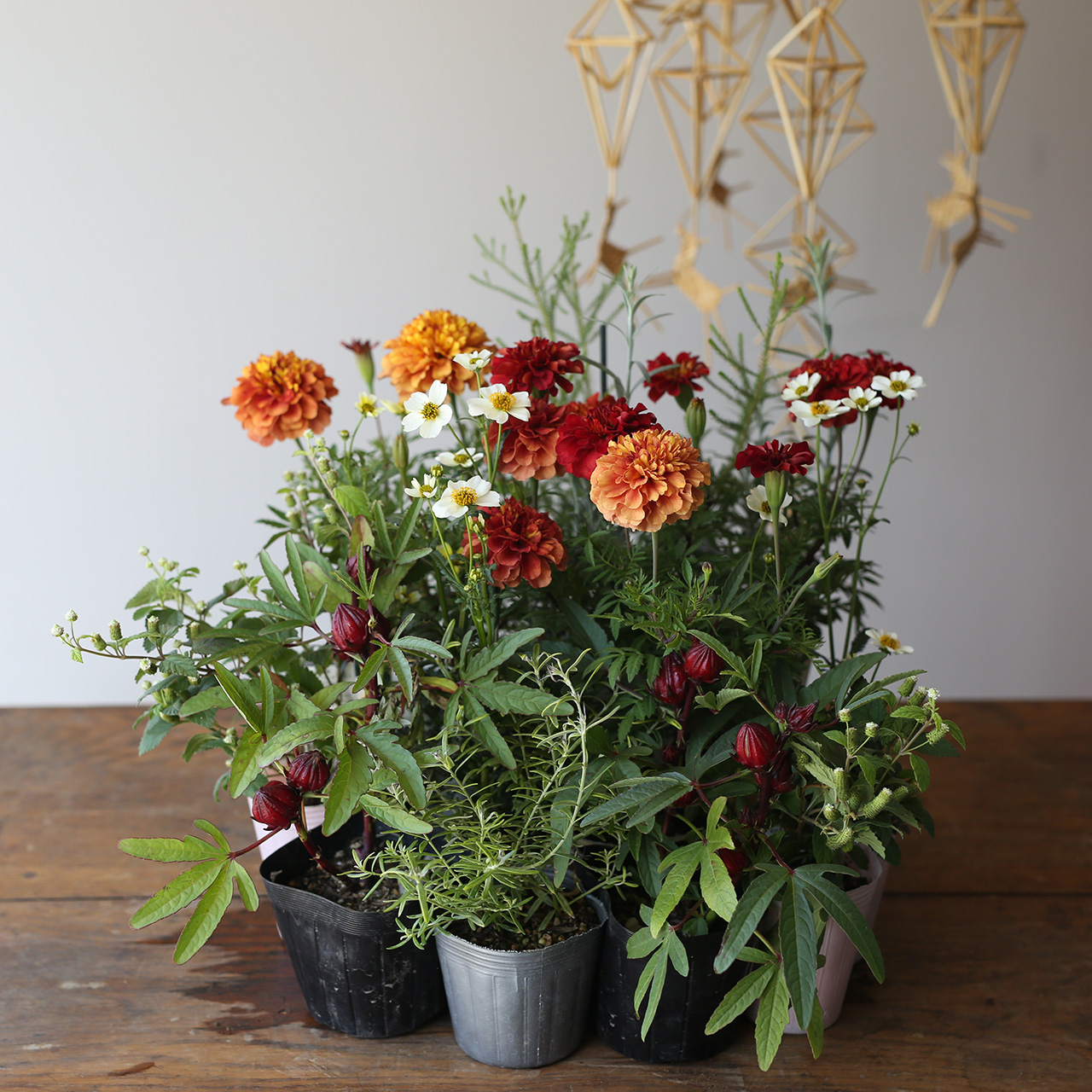 自分で植える】マリーゴールドの真紅に輝く花苗セット | アトリエ華