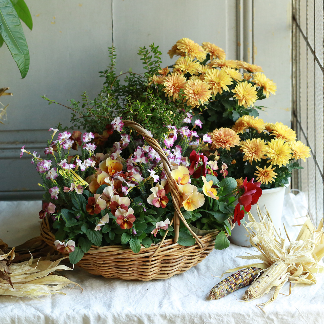 自分で植える】マムとビオラのヴィンテージオレンジ花苗セット（東京