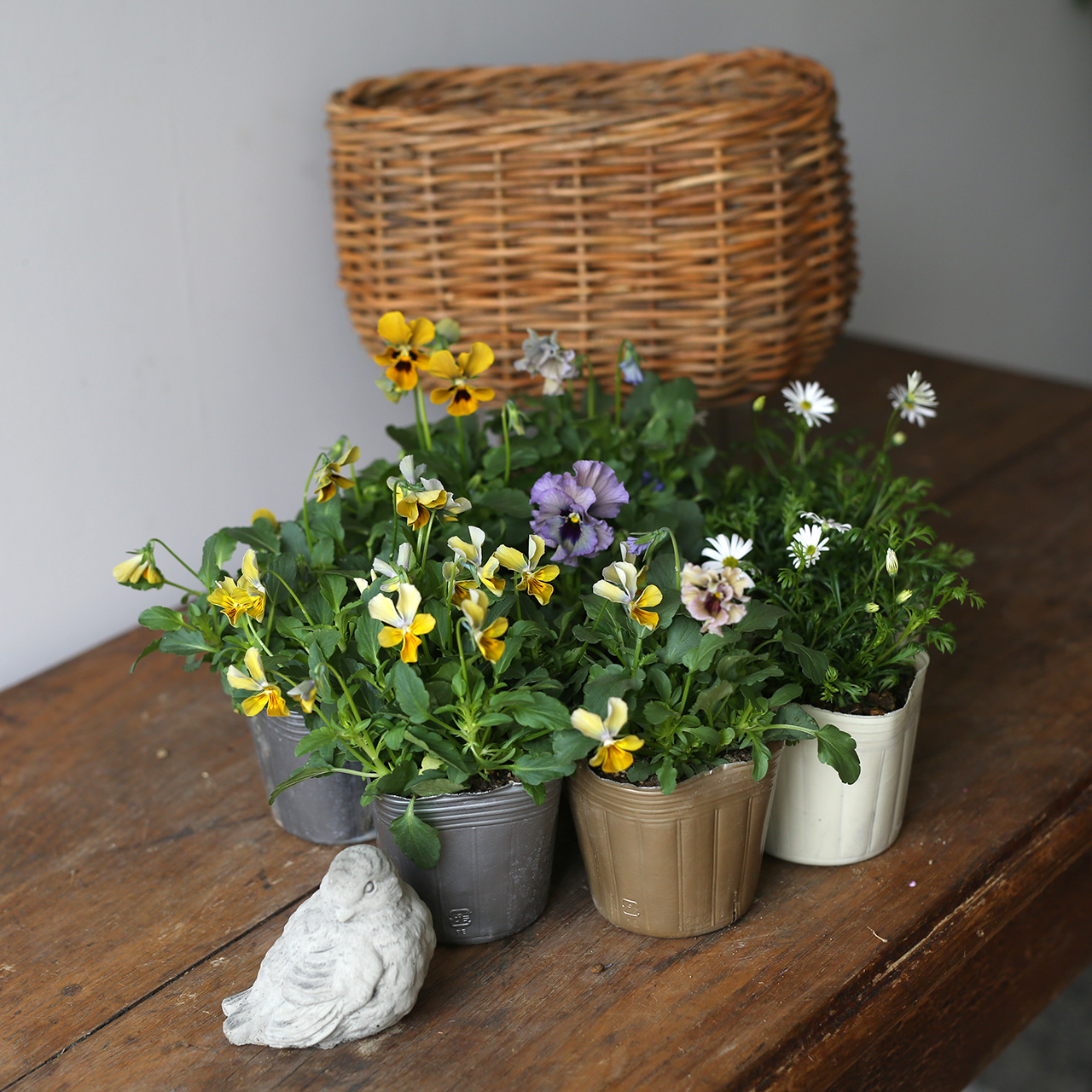 自分で植える】石川園芸さんのモンキー・レディの花苗セット
