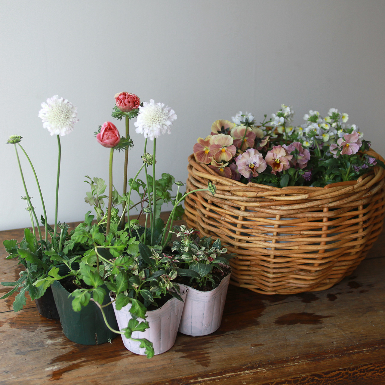 自分で植える】アネモネとスカビオサの心ときめく花苗セット（福岡発送