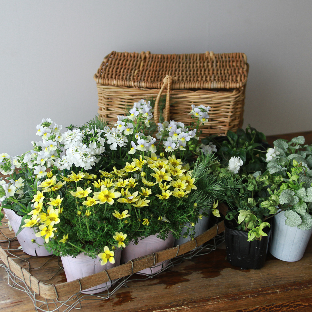 自分で植える】ビデンスとネメシアの元気が出るハッピーイエロー花苗