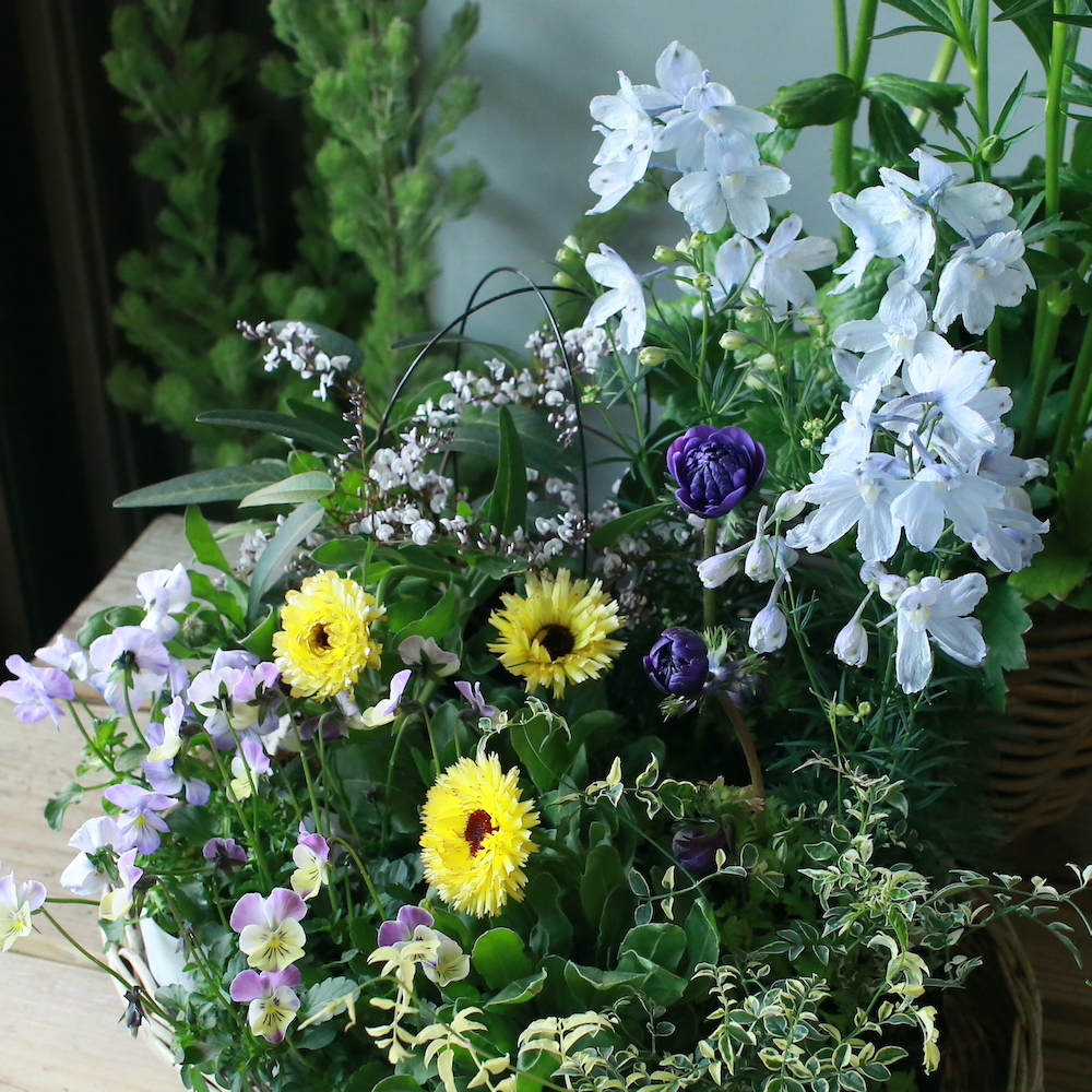 自分で植える】カレンデュラとデルフィニウムの花苗セット（東京発送） アトリエ華もみじ ブリコラージュフラワー