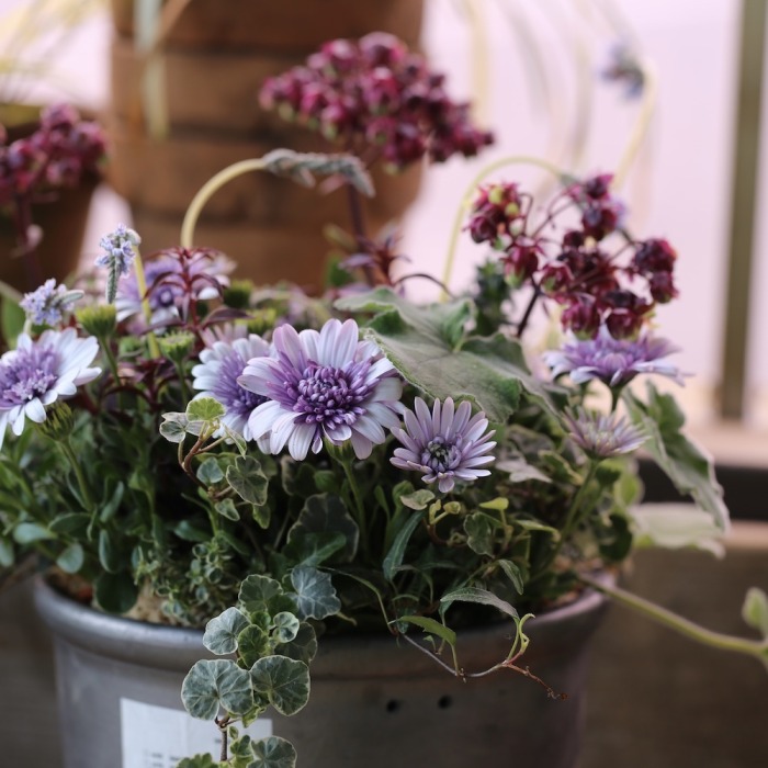 寄せ植えブリコラージュ フラワー 寄せ植えブリコラージュ フラワー