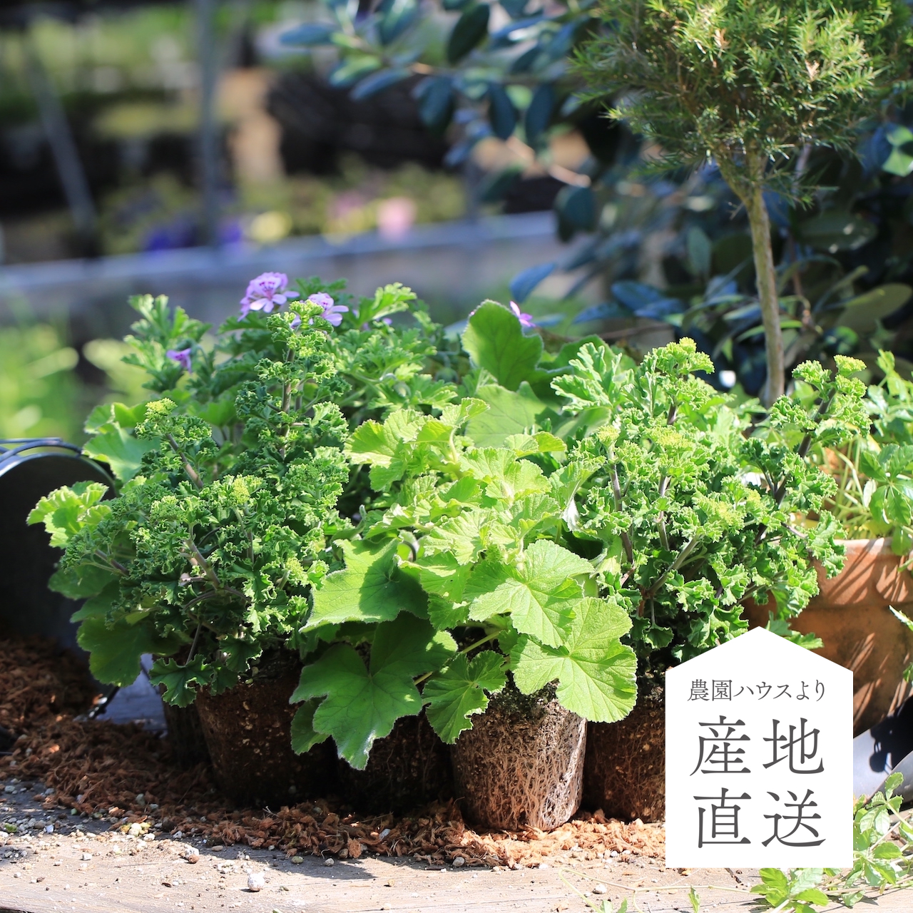 産地直送】秋田緑花農園のハーブゼラニウム（4種類）の花苗