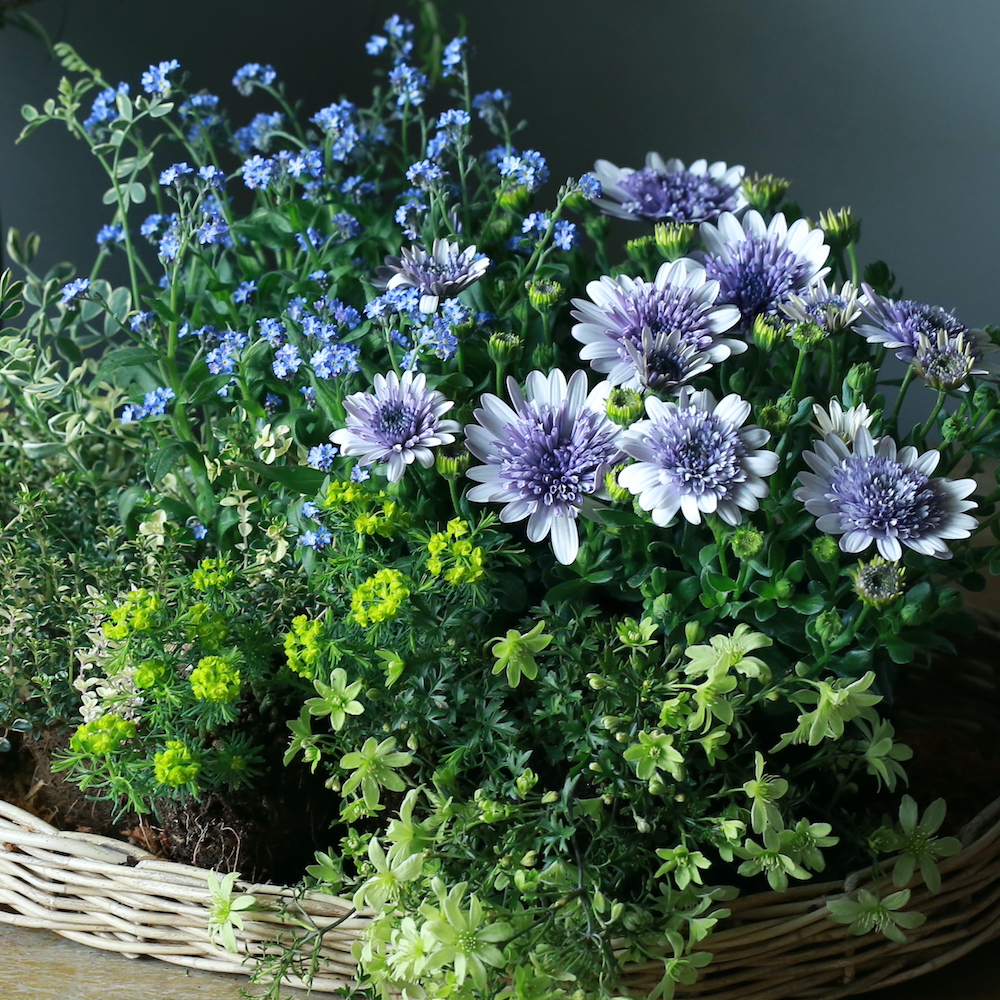 自分で植える】オステオスペルマムと忘れな草の花苗セット（東京発送