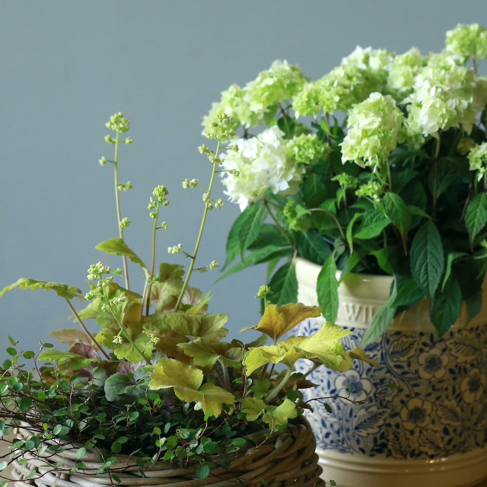 自分で植える】山紫陽花とヒューケラの花苗セット（マスタード）（東京