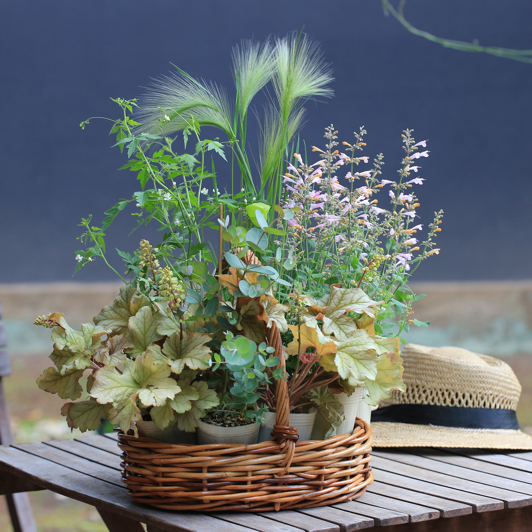 自分で植える】エキナセアと一緒に植える花苗セット(東京発送 自分で植える】エキナセアと一緒に植える花苗セット(東京発送