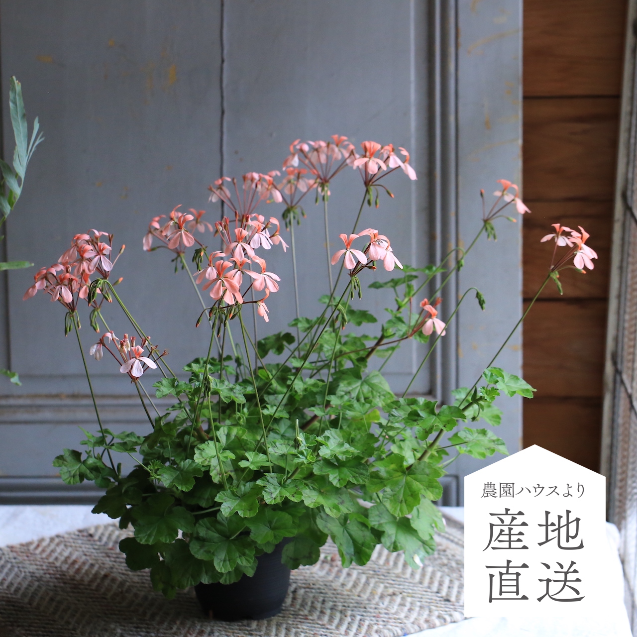 mimi様　プラナロム ゼラニウムブルボン他　合計4点　精油 halufu様 PRANAROM ゼラニウムブルボン他 合計7点 精油 ゼラニウム