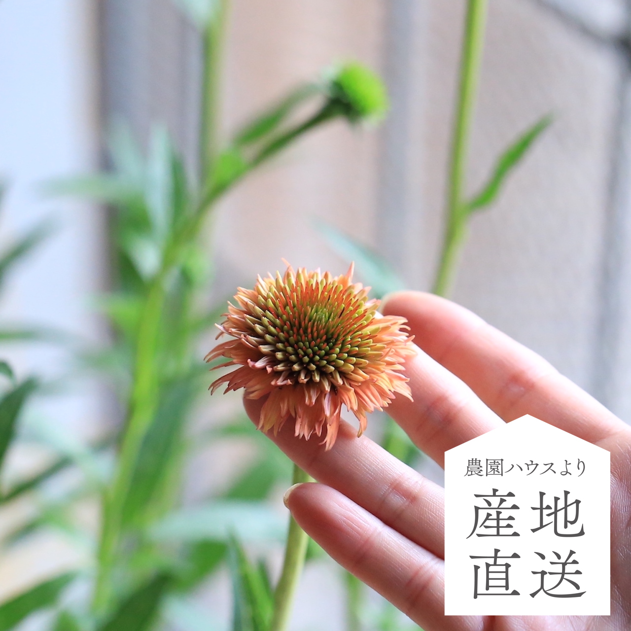 産地直送】秋田緑花農園のエキナセア（オレンジフレア）［5寸ポット