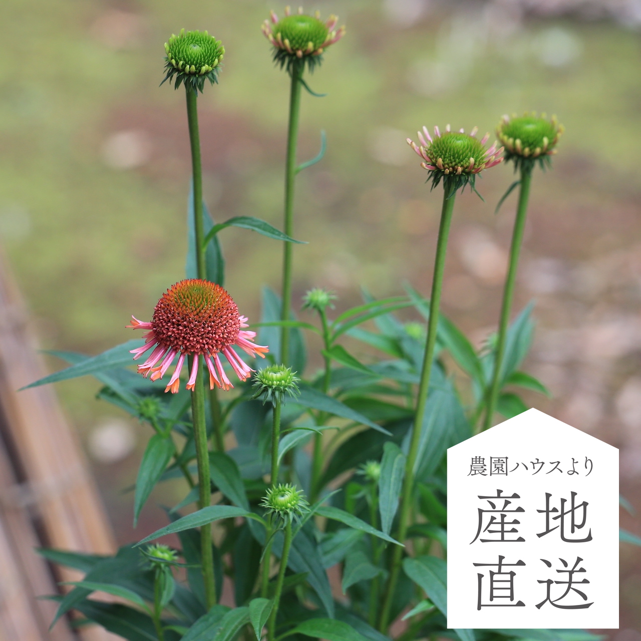 産地直送】 秋田緑花農園のエキナセア（ブリジット）［５寸ポット