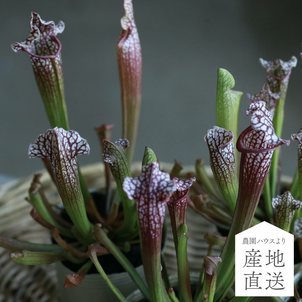 産地直送】秋田緑花農園のサラセニア（レウコフィラ