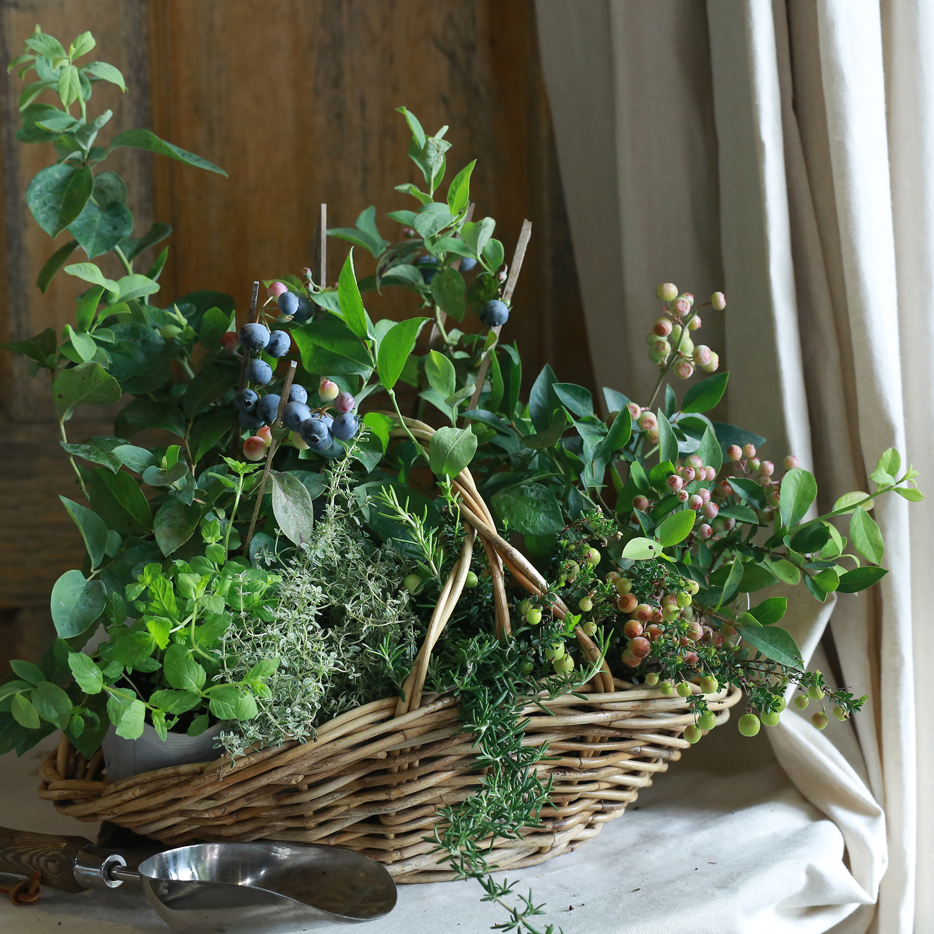 自分で植える】ブルーベリー3種MIXと香るハーブの苗セット（東京発送